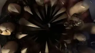 Plant eats worm (TSITP)