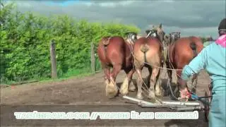 TARİMDAN.COM // TARIM İLAN MERKEZİ / ATLA TARLA SÜRME