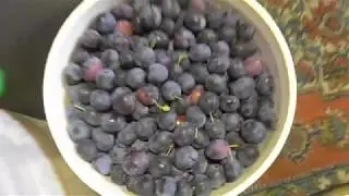 Домашняя вино из слив, сливовица ч.1