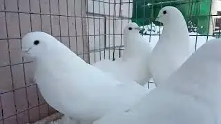 Ижевские белые