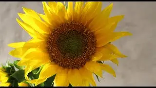 BNAO video gift to the participants in the 3th online meeting of the Workforce 2030 Parallel audit