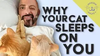 Why Does My Cat Sleep on Me? | Google Questions Answered