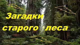 Загадки старого леса !!!
