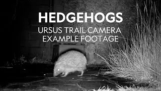 Example Footage | NatureSpy Ursus Trail Camera