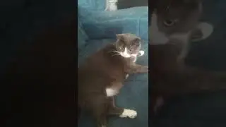 чмок!