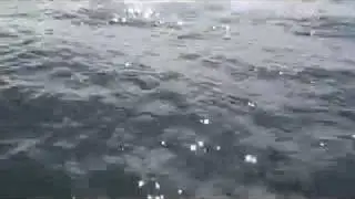 Blue Whale Close Encounter