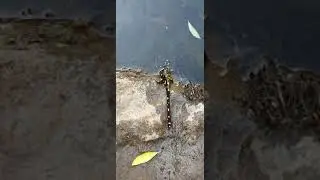 Beautiful Kurdistan Newt / Near Eastern Fire Salamander, Kurdistan, Iraq, 05.2021