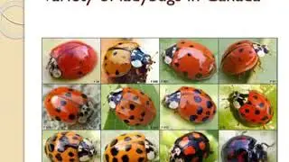 integrated pest management ipm