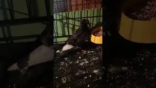 Найден в центре СПб насквозь мокрый с залепленными гноем глазами,не летал