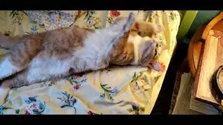 cat