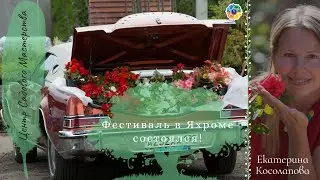 Фестиваль 