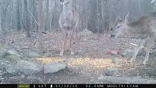 Faline and Bambi 3