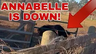 Trip 3 - ANNABELLE goes DOWN! TERRIFYING MOMENT!