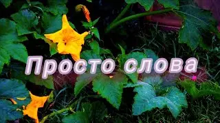 Пишется письмо .#красноярский_край #община_виссариона #Мой_друг_Виссарион#