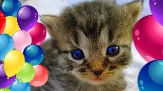 Little kittens Our kittens Compilation Video about kittens from Planet Alice Funny kittens #1