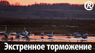Экстренное торможение. Лебеди приземляются и не выкатываются за пределы взлётно-посадочной полосы.