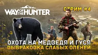 Стрим Way of the Hunter #4 - Охота на Медведя и Гуся. Выбраковка слабых Оленей