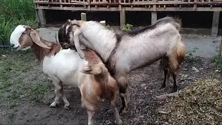 Jamunapari Goat Crosses with sirohi goat in village farm