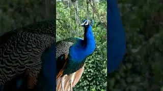Peacock sitting on  balcony #music #flute #nature #kanagalphotography #peace#photography #travel