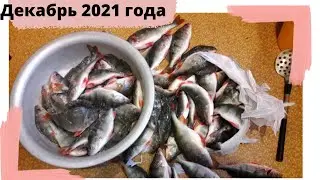 Рыбалка на окуня в декабре. Целый таз рыбы. fishing