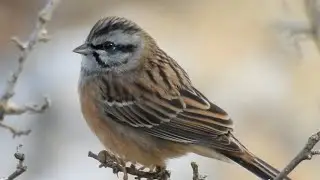 Rock Bunting (Llanos de Libar, Andalucía)