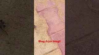#funny #shorts #youtubeshorts #viral #love #foryou #youtube #reels #nature #comedy #short #bollywood