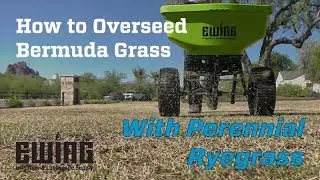How To Overseed Bermuda Grass With Perennial Ryegrass
