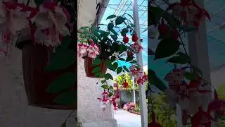 Гулдор. Казакова Айнура
