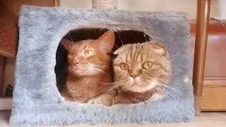 О чем думают коты