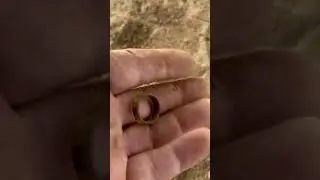 Get in the Mood! #ring found while #metaldetecting #detecting #metaldetector #treasurehunting