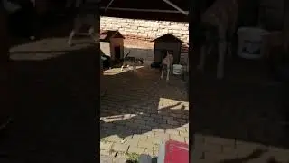Böyle çılgınlık görülmedi