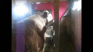 Очередной отёл нетели в апреле - Мальвы