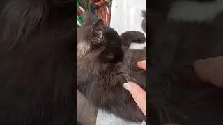 Масяня отдыхает😼