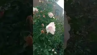 Люди мира проснитесь