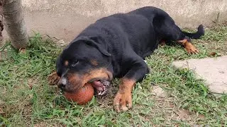 Rottweiler đẹp Loki| Cách nuôi chó khỏe đẹp đến già