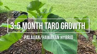 Taro 3-5 Month Growth: Palauan/Hawaiian Variety