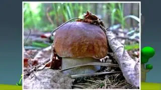Грибы