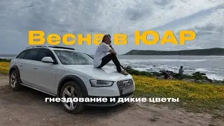 VLOG 7: Весна в ЮАР. Гнездование и африканские дикие цветы
