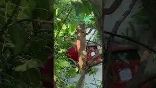 Lizards find food (បង្គួយរកចំណី)