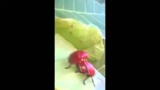 Приколы  Смешное Видео Ржач