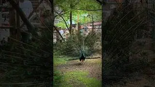 Парк Берёзовая роща. #2024 #видео #catcut #video #today #нск54 #holiday #нск #праздник