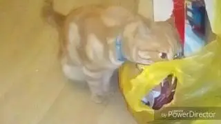Когда кот очень голоден)