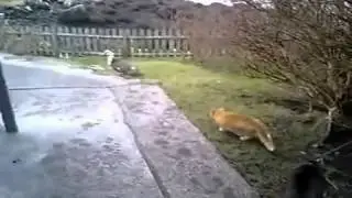 Охота на охотника!
