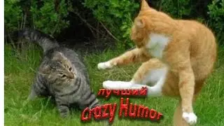 Коты дерутся ( озвучка из фильма)