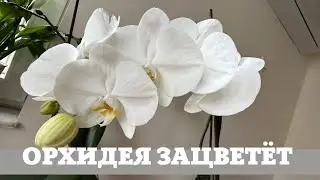 Орхидея, Обязательно Будет Цвести