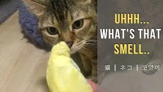 Cat Reaction to Durian - King of Fruits