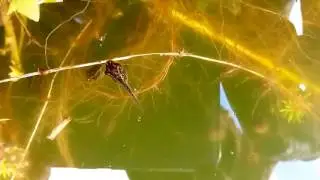 Girini e ovature di raganella (Hyla intermedia) nel Parco Adamello