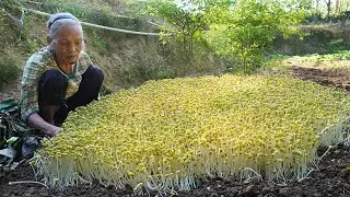 傳統方法種豆芽4天就能收，2斤豆出7斤芽比外面賣的還好Grandma Teaches You Raw Bean Sprouts and Making Bean Sprouts Recipes｜玉林阿婆