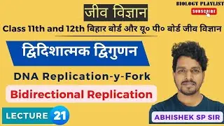 Replication Fork  Replication Bubble |Y - fork|द्विदिशात्मक द्विगुणन DNA | Bidirectional Replication