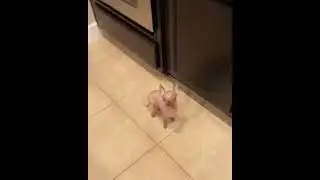медведи в России)